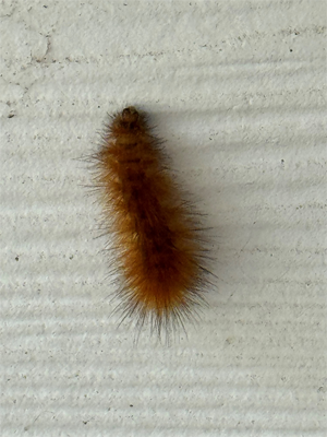 Woolly Worm 2025 with no black bands