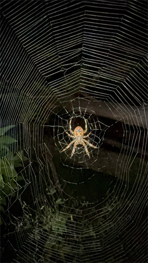 Writing spider web.